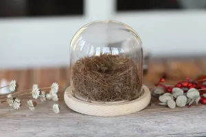 Medium Dome / Cloche With Bird’s Nest